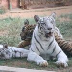 Nandankanan Zoological Park