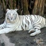 Nandankanan Zoological Park