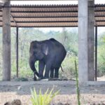 Nandankanan Zoological Park