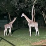 Nandankanan Zoological Park